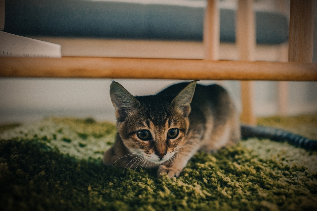 How Pet Owners Can Care For Their Carpets